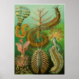 Ernst Haeckel kunstvormen van Natuur Print