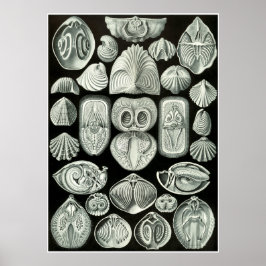 Ernst Haeckel kunstvormen van Natuur Print