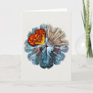 Ernst Haeckel kunstvormen van Natuur Wenskaart Feestdagen Kaart