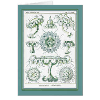 Ernst Haeckel - Kuntsformen der Natuur - Tafel 18