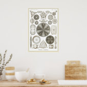 Ernst Haeckel - Kuntsformen der Natuur - Tafel 4 Poster (Keuken)