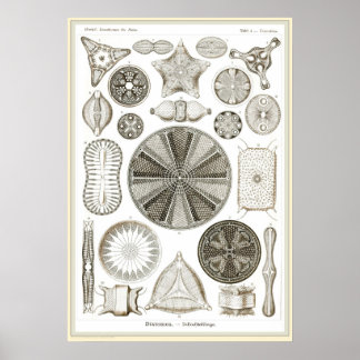 Ernst Haeckel - Kuntsformen der Natuur - Tafel 4 Poster