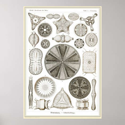 Ernst Haeckel - Kuntsformen der Natuur - Tafel 4 Poster (Voorkant)