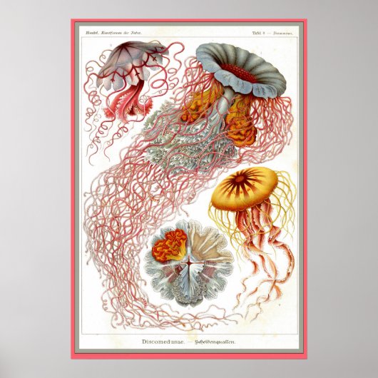 Ernst Haeckel - Kuntsformen der Natuur - Tafel 8 Poster (Voorkant)