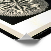 Ernst Haeckel - Kuntsformen der Natuur - Tafel 9 Poster (Hoek)