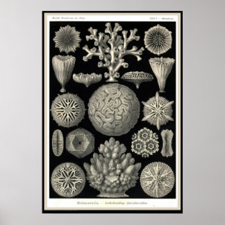 Ernst Haeckel - Kuntsformen der Natuur - Tafel 9 Poster
