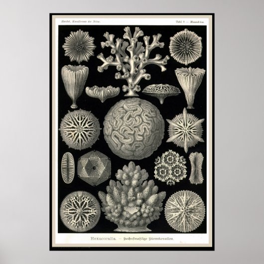 Ernst Haeckel - Kuntsformen der Natuur - Tafel 9 Poster (Voorkant)
