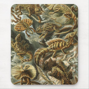 Ernst Haeckel - Lacertilia Muismat