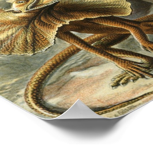 Ernst Haeckel - Lacertilia Poster (Hoek)