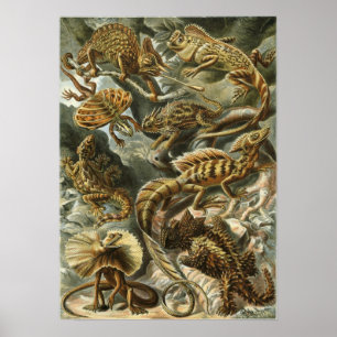 Ernst Haeckel - Lacertilia Poster