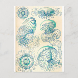 Ernst Haeckel   Leptomedusa   Thecate hydroids Briefkaart
