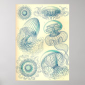 Ernst Haeckel - Leptomedusae Poster (Voorkant)