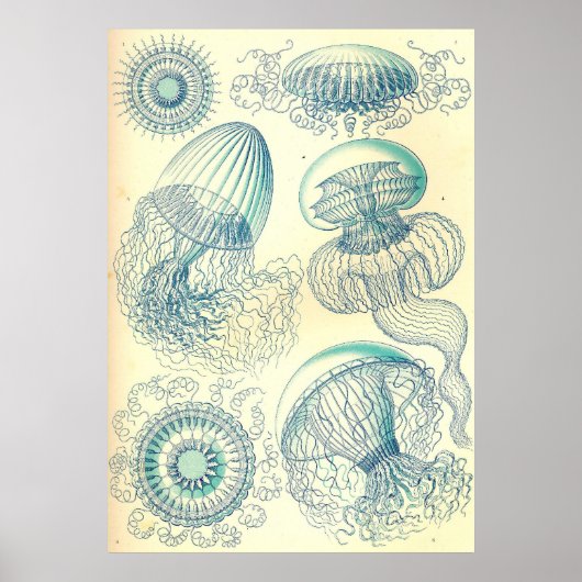 Ernst Haeckel - Leptomedusae Poster (Voorkant)
