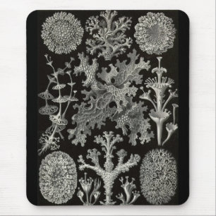 Ernst Haeckel - Lichenes Muismat