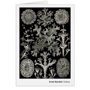 Ernst Haeckel Lichens