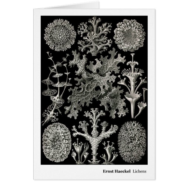 Ernst Haeckel Lichens (Voorkant)