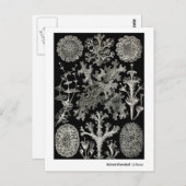 Ernst Haeckel Lichens Briefkaart (Voorkant / Achterkant)