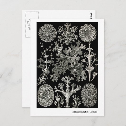 Ernst Haeckel Lichens Briefkaart (Voorkant / Achterkant)