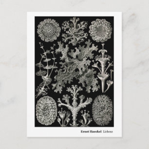 Ernst Haeckel Lichens Briefkaart