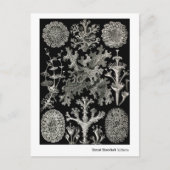 Ernst Haeckel Lichens Briefkaart (Voorkant)