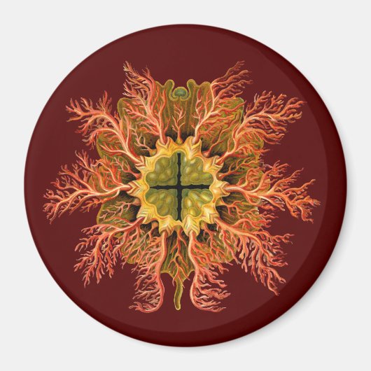 Ernst Haeckel Magneet (Voorkant)