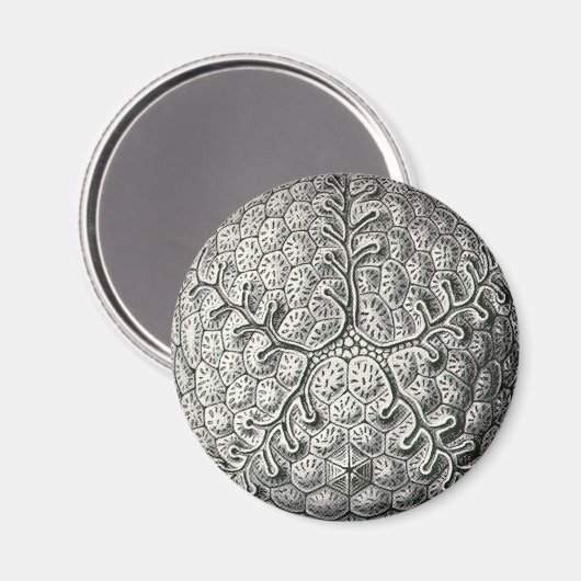 Ernst Haeckel Magneet (Voorkant / Achterkant)