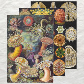  Ernst Haeckel Marline Life Design Inpakpapier Vel