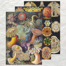  Ernst Haeckel Marline Life Design