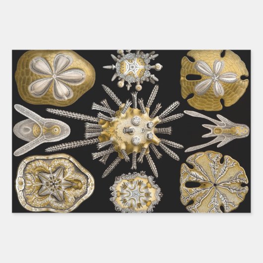 Ernst Haeckel Marline Life Design Inpakpapier Vel (Voorkant 3)