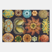  Ernst Haeckel Marline Life Design Inpakpapier Vel (Voorkant 2)