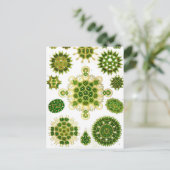 Ernst Haeckel Melethallia Briefkaart (Staand voorkant)