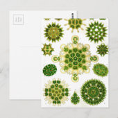 Ernst Haeckel Melethallia Briefkaart (Voorkant / Achterkant)