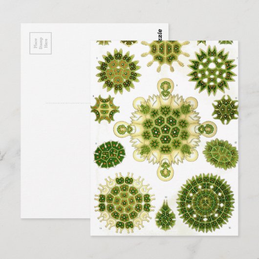 Ernst Haeckel Melethallia Briefkaart (Voorkant / Achterkant)