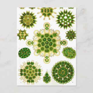Ernst Haeckel Melethallia Briefkaart