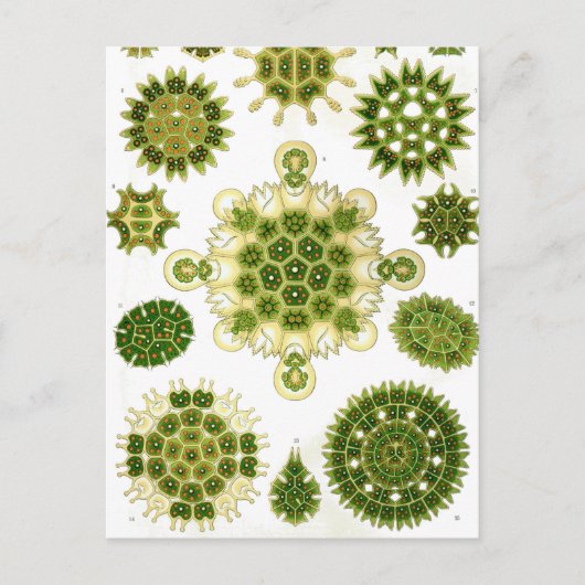 Ernst Haeckel Melethallia Briefkaart (Voorkant)