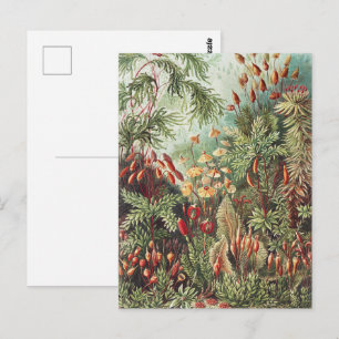 Ernst Haeckel Mos Natuurprint Donkere Academica Briefkaart