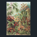 Ernst Haeckel Mos Natuurprint Donkere Academie Poster<br><div class="desc">Verhef je ruimte met deze Ernst Haeckel Mos Natuurprint, een meesterwerk van Dark Academia en Maximalistische decoratie. Oorspronkelijk te zien in het klassieke werk "Kunstformen der Natur" uit 1904, toont deze ingewikkelde illustratie de diverse en anderewereldse schoonheid van Muscinae (mossen). De weelderige groenen, aardse roden en gedetailleerde wetenschappelijke precisie roepen...</div>