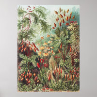 Ernst Haeckel Mos Natuurprint Donkere Academie