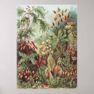 Ernst Haeckel Mos Natuurprint Donkere Academie Poster