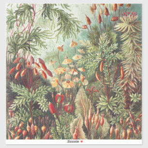 Ernst Haeckel Mos Natuurprint Donkere Academie Sticker