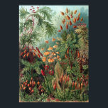 Ernst Haeckel Moss Poster<br><div class="desc">Ernst Haeckel Moss</div>