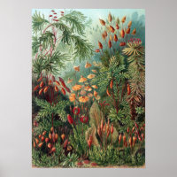  Ernst Haeckel Moss
