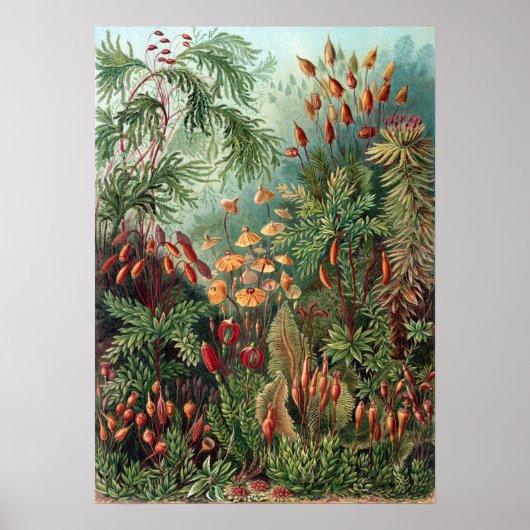 Ernst Haeckel Moss Poster (Voorkant)