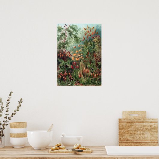 Ernst Haeckel Moss Poster (Keuken)