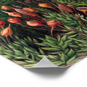 Ernst Haeckel Moss Poster (Hoek)