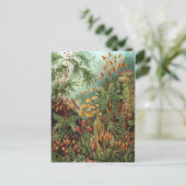  Ernst Haeckel Mosses Briefkaart (Staand voorkant)