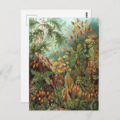  Ernst Haeckel Mosses Briefkaart (Voorkant / Achterkant)