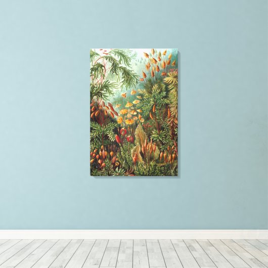 Ernst Haeckel Mosses Canvas Afdruk (Insitu (Houten vloer))
