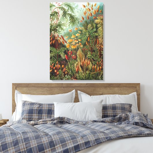 Ernst Haeckel Mosses Canvas Afdruk (Insitu (Slaapkamer))