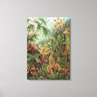  Ernst Haeckel Mosses